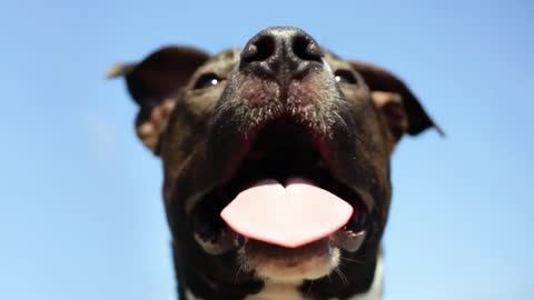 *FREE* " Dog " Web Background Video Loop (STOCK VIDEO FOOTAGE!)