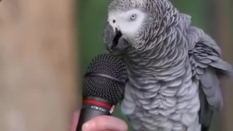 Tali king parrot