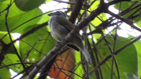Green-winged Saltator singing in the wild