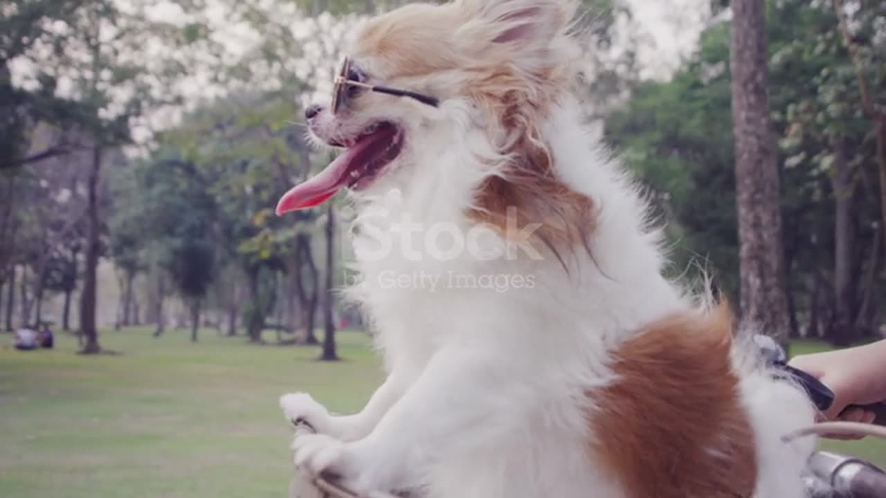 Animal funny video 📷📷📷