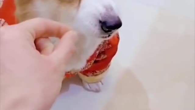 Super Cute And Funny Dogs Will Make You Laugh All Day #Short #viral