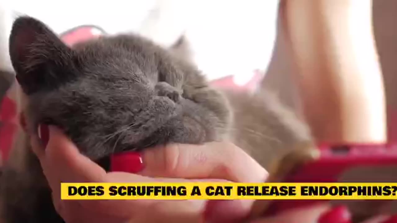 Why cats don't move when you hold their neck