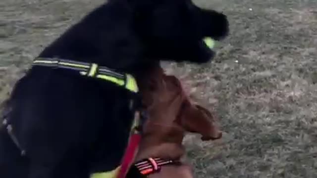 Black dog jumps steal ball from brown dog during catch