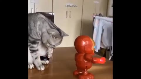 funny cat videos - Don't try to hold back Laughter 😂 - Funny Cats Life, funny cats 😺😻🐈🐈‍⬛