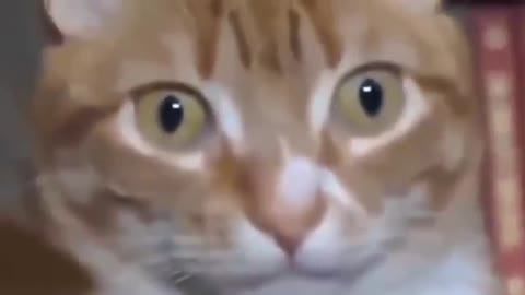 Cat in shock