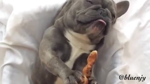 Cute and funny animals