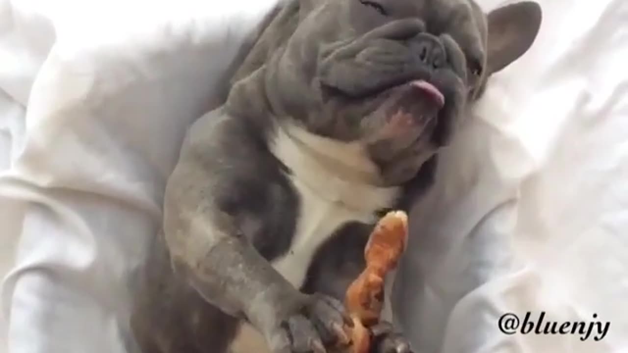 Cute and funny animals