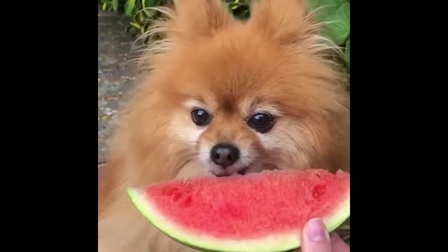 Best Animals 2 Minutes of Funny Cats and Dogs Videos