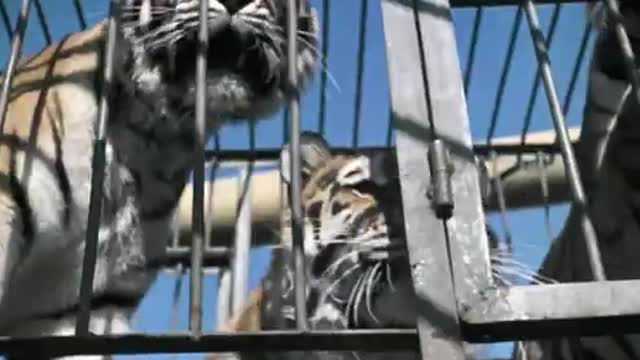 Siberian Tiger Attacks the male African Lion in the cage_Cut.mp4