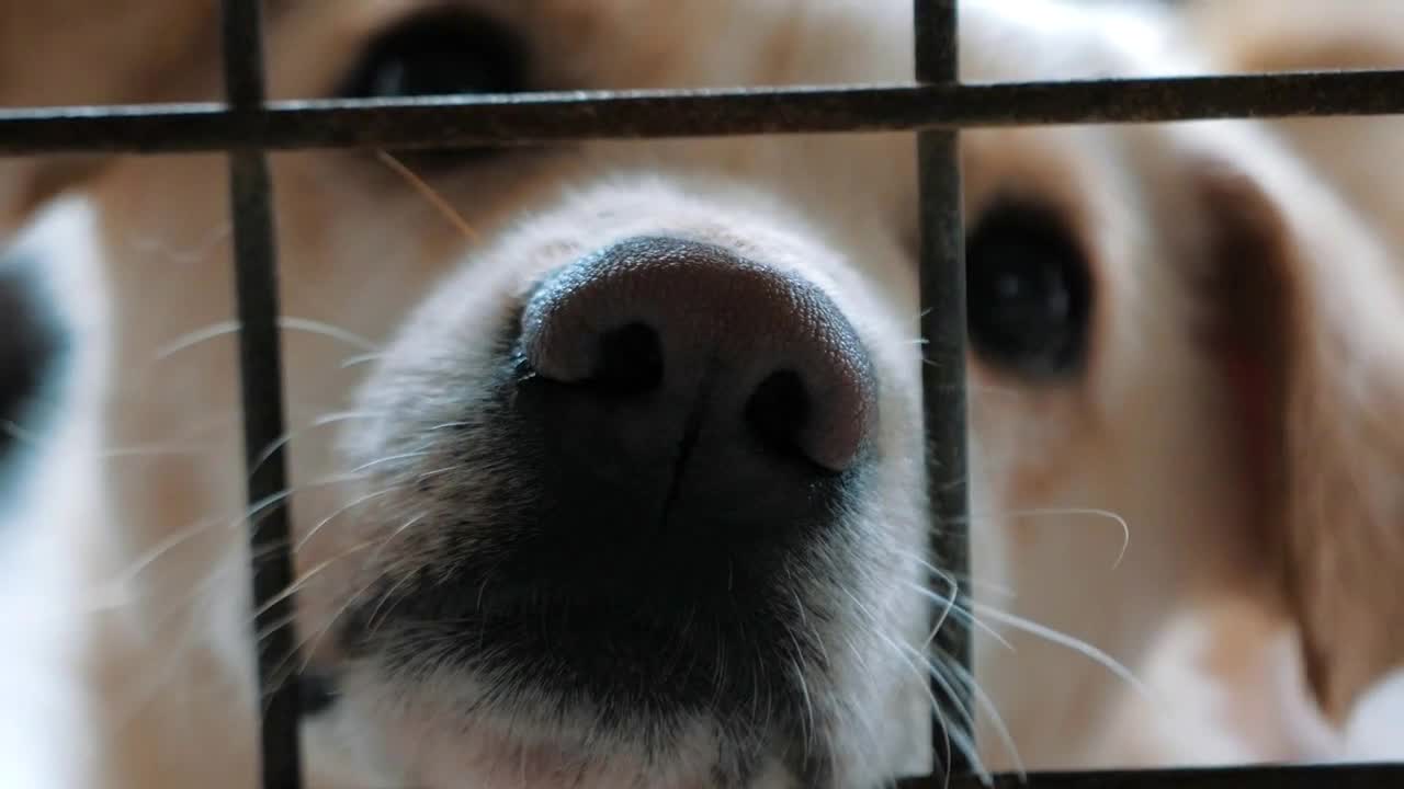 Portrait of sad dog in shelter behind fence waiting to be rescued and adopted to new home