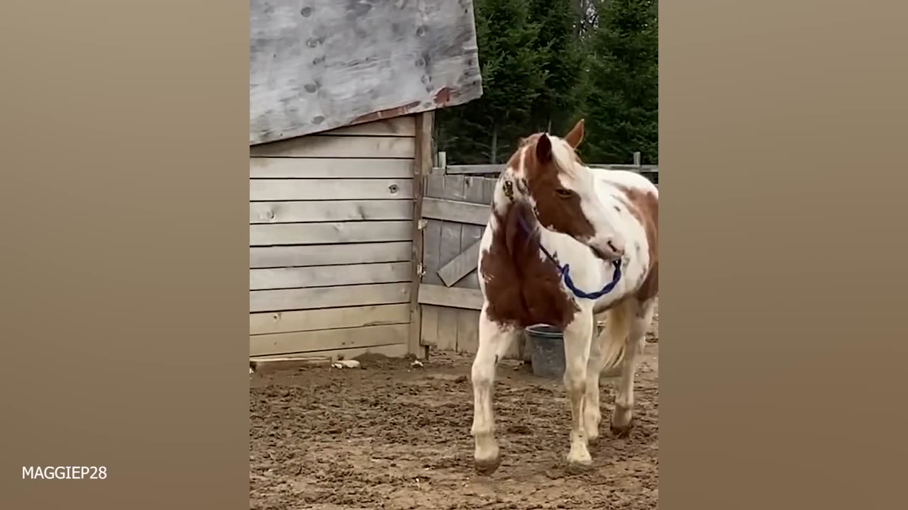 Epic Animal Bloopers: Funniest Cats, Dogs, and Pet Fails!
