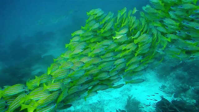 Underwater world with fish