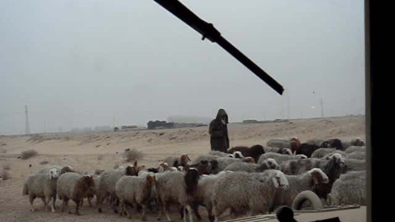 Camp BUCCA IRAQ FOB driving sheep