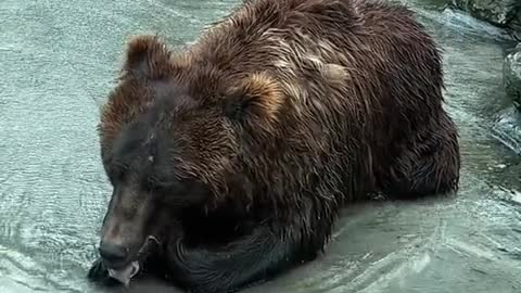 Brown bear