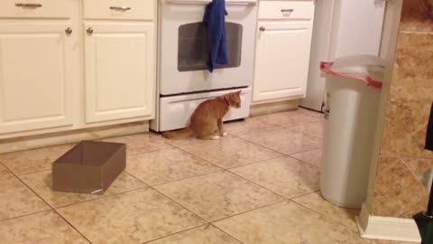 Cat desperately tries to catch own tail