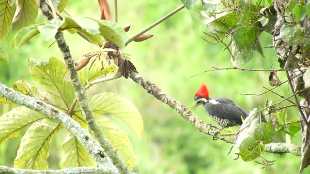 Beautiful Birds Stock Footage