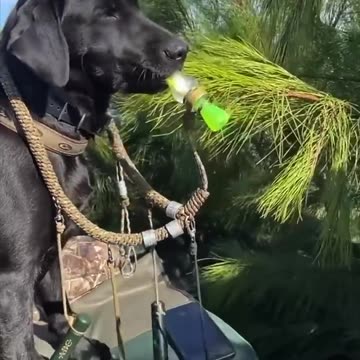 Duck Hunt - This dog can whistle 😳