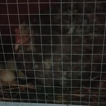 Little hen Honorata - she is a mother for the first time.