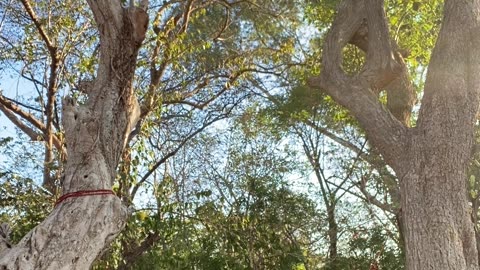 Hammock With a Hole Rips on Couple