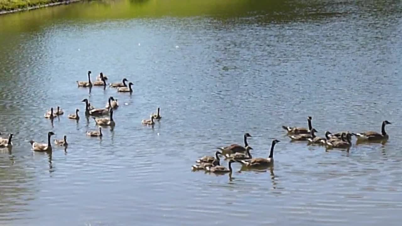 Geese are bobbin’ their heads.