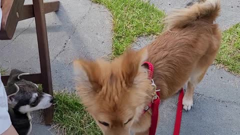 Korea dog with baby dog