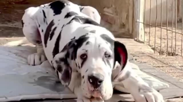 Great Dane Video 9