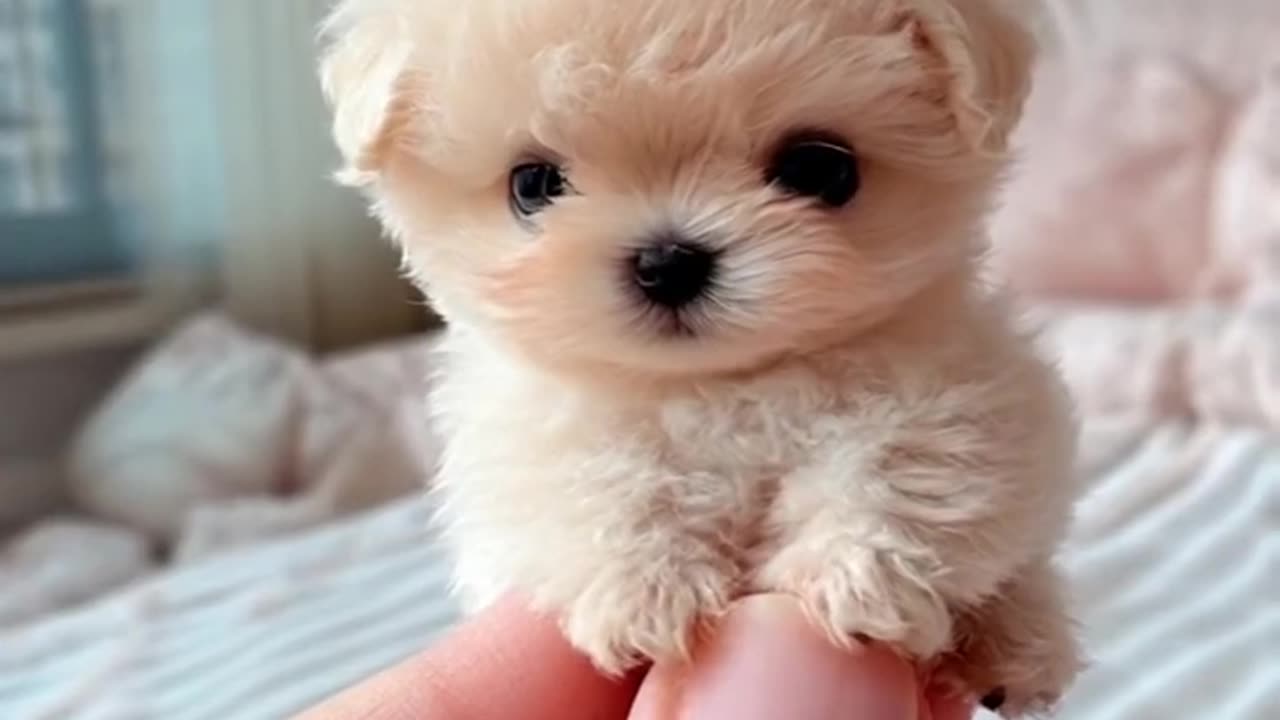 tea cup Adorable Puppy Dancing to the Beat | Cutest Puppy Dance Moves!