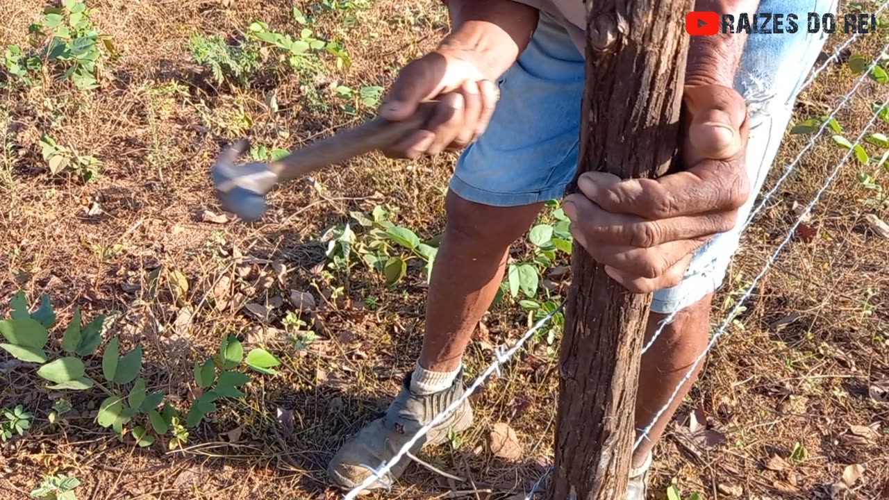 COMO É FEITA UMA CERCA DE ARAME FARPADO COM UMA CORDA OU PÉ DE CABRA | RAIZES DO REI