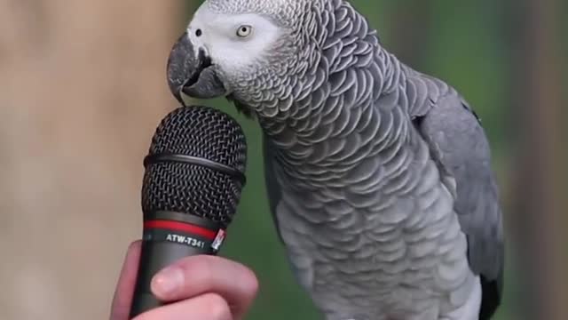 Talking Parrot