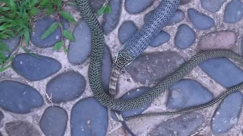 GoldenTree Snake Eating Monitor Lizard