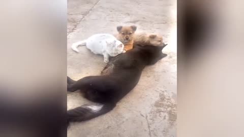 Funniest moments cute animals 😹😁