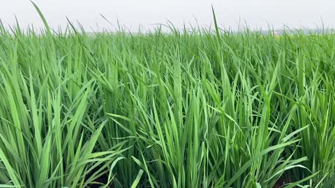 Wheat farming in village