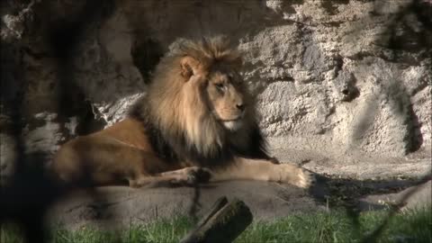 ANIMAL VIDEO OF THE DAY - LIONS