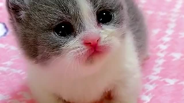 Is this a dog or a cat