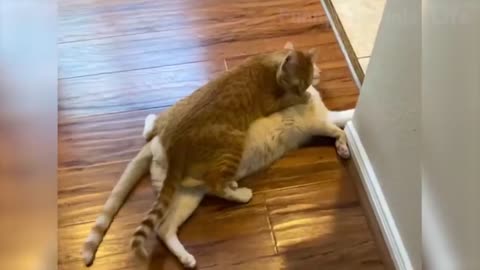 51 Weekly Funny Dogs 🐶 And Cats 😹 Videos Try Not To Laugh!