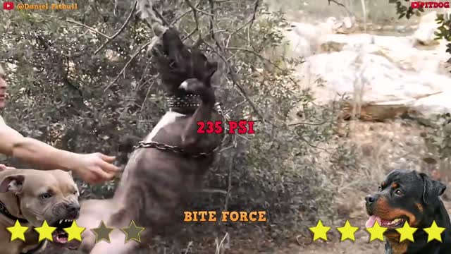 Pitbull and Rottweiler compete, fight and training