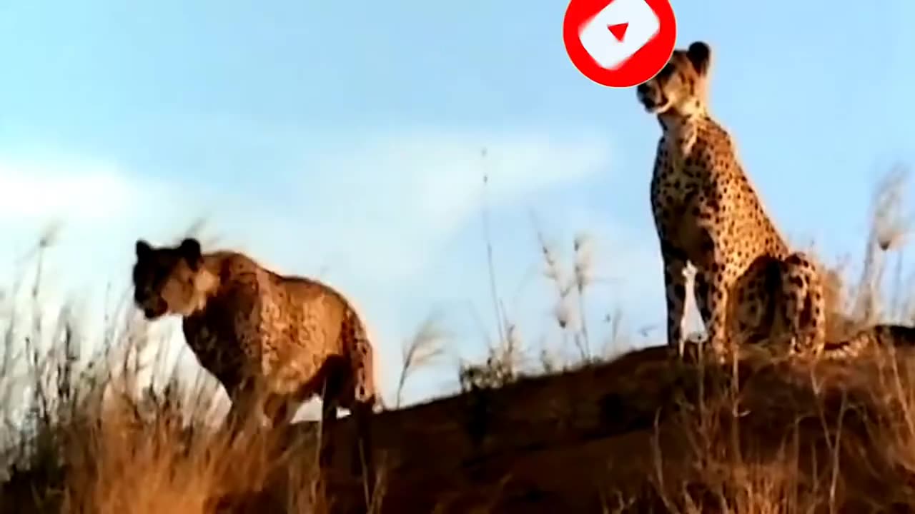 Mother Gemsbok Save Her Baby from Cheetah ||