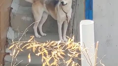 dog guarding the house