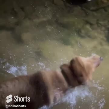 Sometimes you just need to go swimming at 1 am