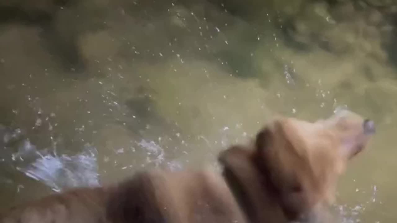 Sometimes you just need to go swimming at 1 am