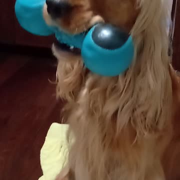 Entertainment dog, cute, viral, Subscribe to my channel, like, share,