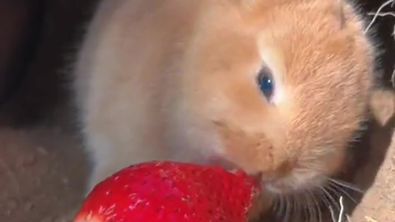 Rabbit: Sour and sweet, so delicious!