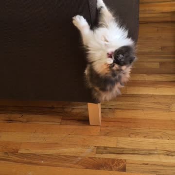 Gatita hace una imitación de 'King Kong'