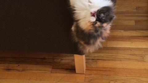 Gatita hace una imitación de 'King Kong'