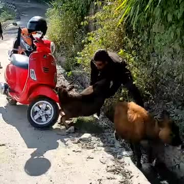 Helping hands Rescue cows thank you