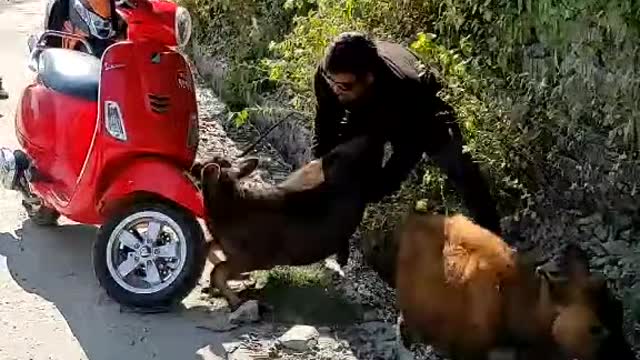 Helping hands Rescue cows thank you