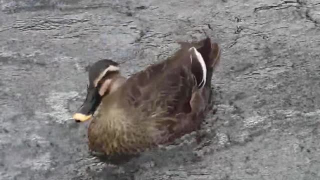 On the water Duck swimming