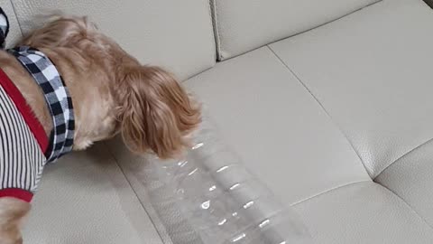 Plastic bottle toy