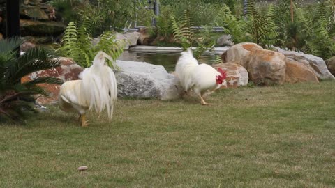 Chiken fight