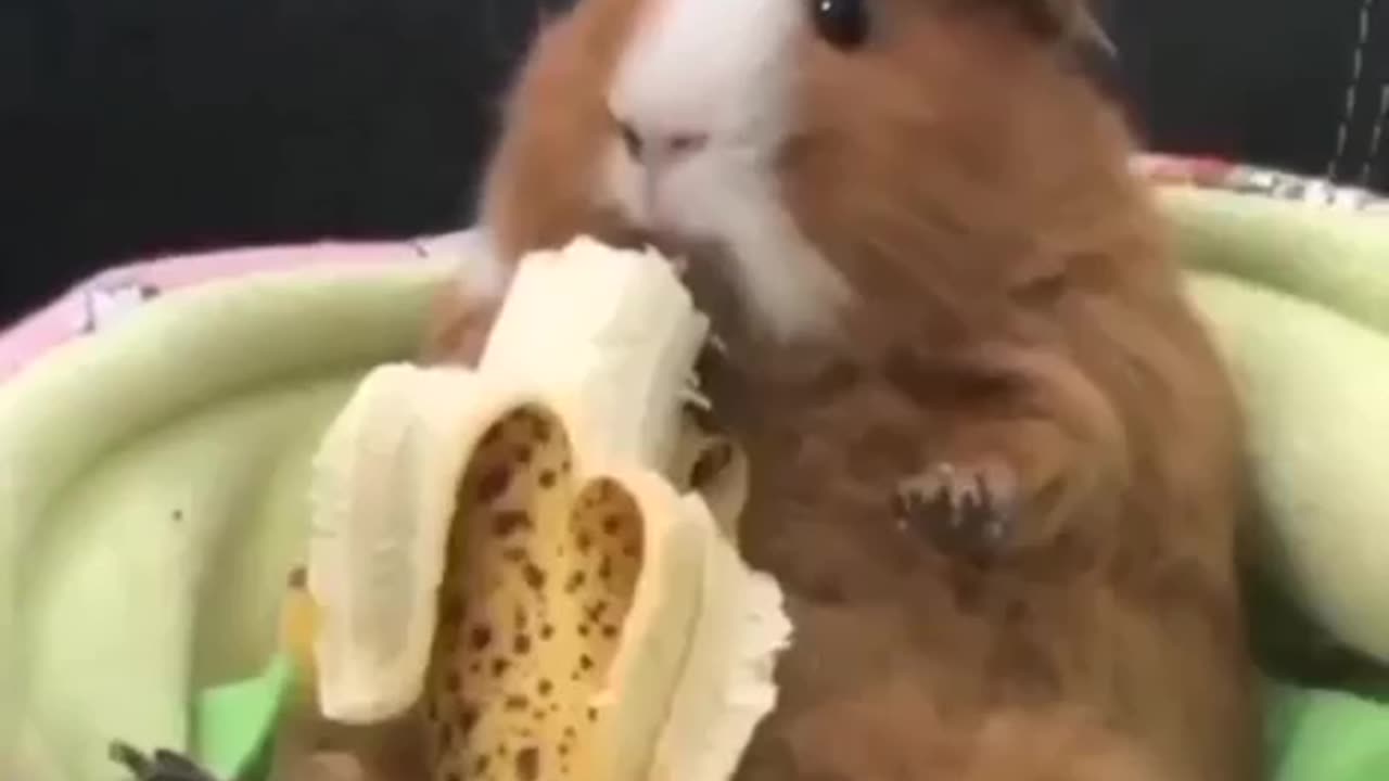 Hamster enjoying a banana